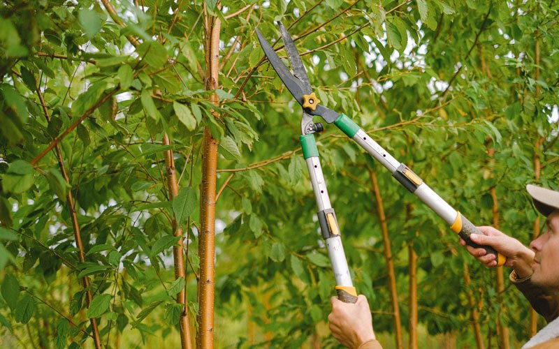 Tree trimming in Arbon, ID